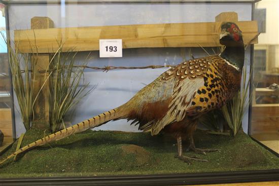 Pheasant in a display case